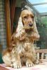 Englischer Cocker Spaniel Foto: Cara´s Bethany, genannt Lizzy 2,5 Jahre alt (ID 19986) Englischer Cocker Spaniel Hund