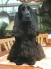 Englischer Cocker Spaniel Foto: Cara´s Charmer, genannt Merlin 16 Monate (ID 19979) Englischer Cocker Spaniel Hund