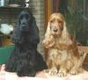 Englischer Cocker Spaniel Foto: Cara´s Charmer und Cara´s Bethany (ID 19988) Englischer Cocker Spaniel Hund