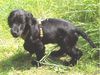 Englischer Cocker Spaniel Foto: Cockerbaby (ID 24105) Englischer Cocker Spaniel Hund