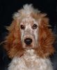 Englischer Cocker Spaniel Foto: Das passiert wenn man die Nase in die Steckdose steckt (Rhenus Tony-Boy) (ID 19933) Englischer Cocker Spaniel Hund
