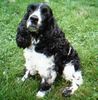 Englischer Cocker Spaniel Hund
