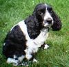 Englischer Cocker Spaniel Hund