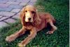 Englischer Cocker Spaniel Hund