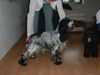 Englischer Cocker Spaniel Hund
