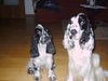Englischer Cocker Spaniel Hund