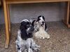 Englischer Cocker Spaniel Hund