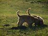 Englischer Cocker Spaniel Hund