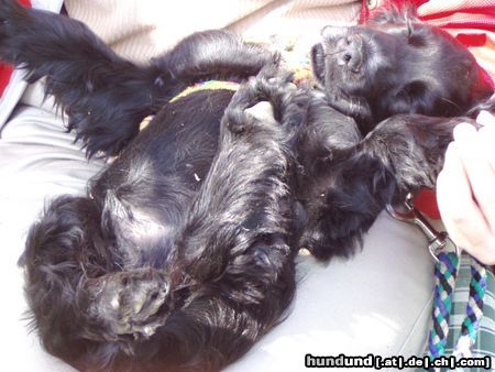 Englischer Cocker Spaniel Hunde Foto 24104 in höherer Auflösung ansehen Englischer Cocker Spaniel So lässt sichs leben!