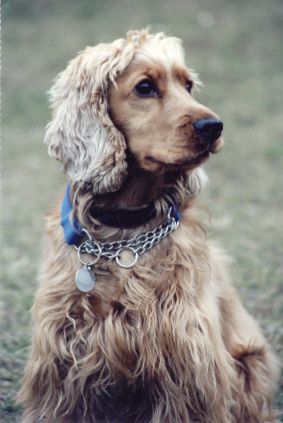 Englischer Cocker Spaniel Hunde Foto 1697 Englischer Cocker Spaniel Sandy