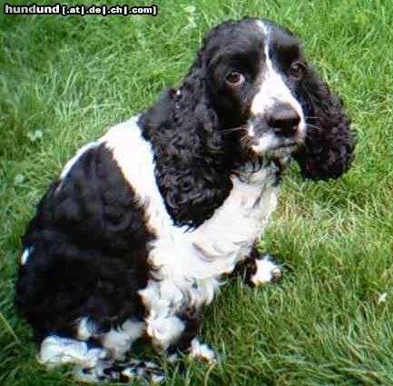 Englischer Cocker Spaniel Hunde Foto 14534 Englischer Cocker Spaniel
