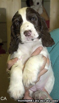 Englischer Cocker Spaniel Hunde Foto 8910 Englischer Cocker Spaniel Brown Sugar a.d. Cockerland