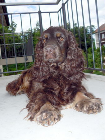 Englischer Cocker Spaniel unser Freddy