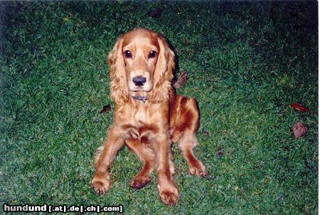 Englischer Cocker Spaniel Hunde Foto 7345 Englischer Cocker Spaniel
