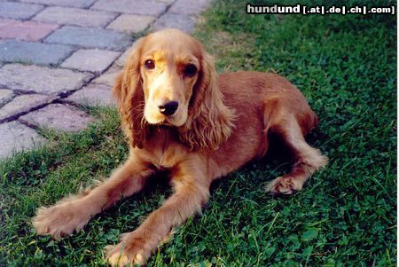 Englischer Cocker Spaniel Hunde Foto 7351 Englischer Cocker Spaniel klein susi