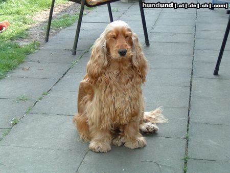 Englischer Cocker Spaniel Hunde Foto 7893 Englischer Cocker Spaniel Linette