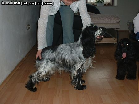 Englischer Cocker Spaniel Hunde Foto 4432 Englischer Cocker Spaniel Timmy