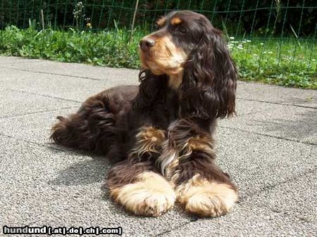 Englischer Cocker Spaniel Hunde Foto 45509 in höherer Auflösung ansehen Englischer Cocker Spaniel Heaven