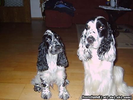 Englischer Cocker Spaniel Rocky und Gino