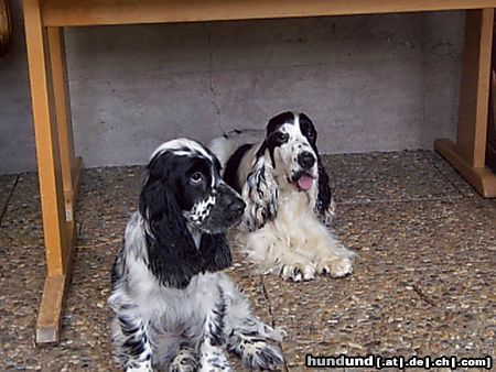 Englischer Cocker Spaniel Rocky und Gino
