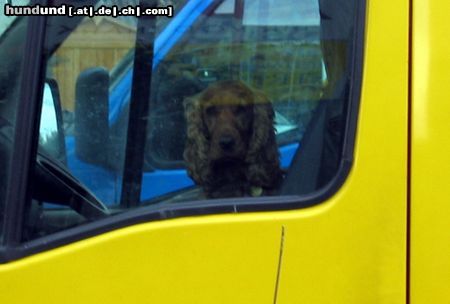 Englischer Cocker Spaniel Hunde Foto 4446 Englischer Cocker Spaniel Armer Cocker wartet auf Herrchen...
