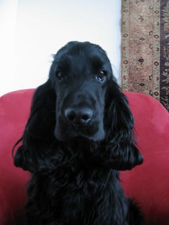 Englischer Cocker Spaniel Elvis - 