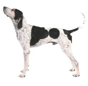 English Coonhound Hunde Foto 273 English Coonhound