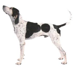 English Coonhound