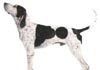 English Coonhound Hund