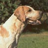 English Foxhound, Englischer Fuchshund