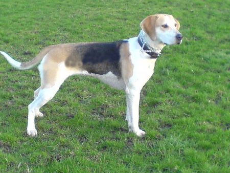 English Foxhound Rein Irish Foxhund Hundin geboren November 2006