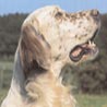 English Setter Hund