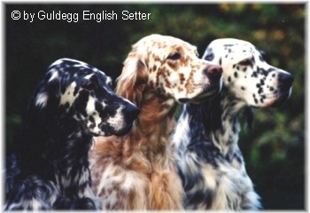 English Setter Hunde Foto 634 English Setter Our Midsummer Skye