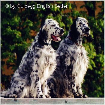 English Setter Hunde Foto 635 English Setter Wurfgeschwister in Blue Belton: Jenny und Benny