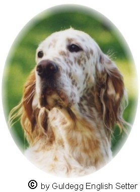 English Setter Hunde Foto 636 English Setter Qu's Gonna Wonna Win