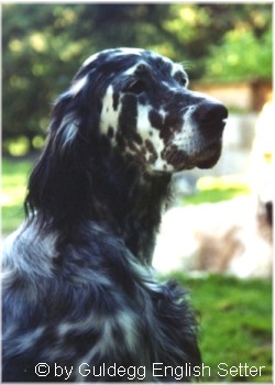 English Setter Hunde Foto 637 English Setter Our Midsummer Skye