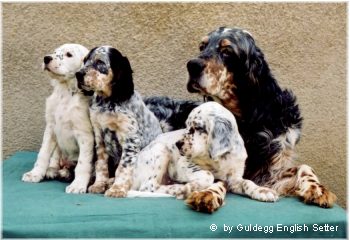 English Setter Hunde Foto 638 English Setter Nightfrost