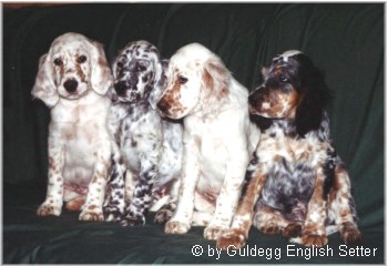 English Setter Hunde Foto 639 English Setter Suit Yourself Startailor, Starry-Starry Skye Syndi, SoSiouxMe Scout, Simply The Best Spencer im Alter von 8 Wochen