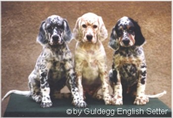 English Setter Hunde Foto 640 English Setter Drei Rüden des O-Wurfes in den typischen Farben des English Setter: blue belton, orange belton und tricolor