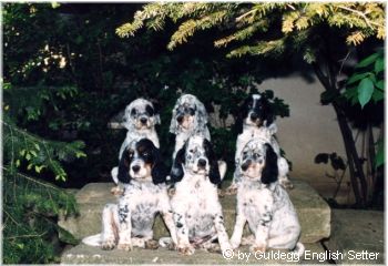 English Setter Hunde Foto 641 English Setter Der N-Wurf