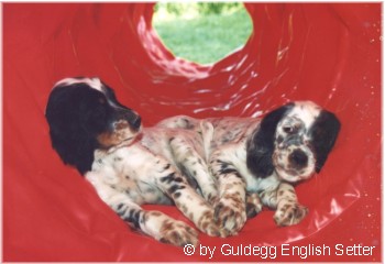 English Setter Hunde Foto 642 English Setter Ein beliebter Welpenspielplatz: der Tunnel: Nightshadow und Nina Rizzi von der Guldegg