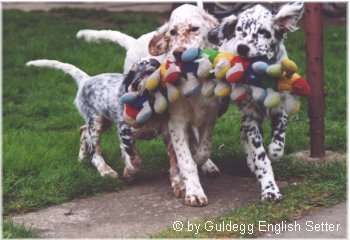 English Setter Hunde Foto 643 English Setter Ein unschlagbares Trio: Spencer und seine um 7 Wochen älteren Cousinen Romance of My Heart