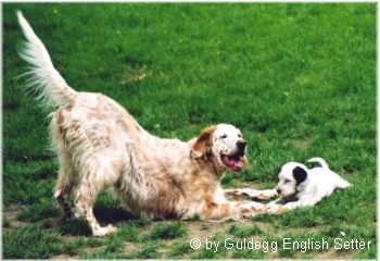 English Setter Hunde Foto 644 English Setter Die orange belton Champion-Hündin Qu's Gonna Wonna Win