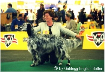 English Setter Hunde Foto 646 English Setter Qu's Black-Eared Bennett