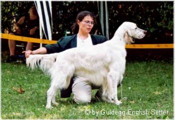 English Setter Hunde Foto 647 English Setter Seine Ausstellungskarriere beginnt gerade: der 18 Monate alte Rising Sun Midas Touch