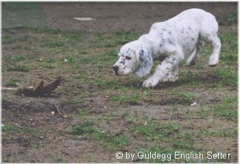 English Setter Hunde Foto 649 English Setter Früh übt sich! Ticket To The Top