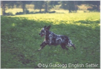 English Setter Hunde Foto 650 English Setter Our Midsummer Skye