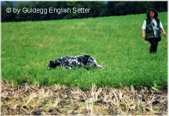 English Setter Hunde Foto 651 English Setter Our Midsummer Skye