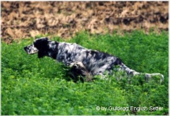 English Setter Hunde Foto 653 English Setter Ch. Qu's Black-Eared Bennett