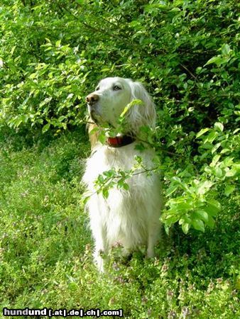English Setter Hunde Foto 18450 English Setter meine 10-jährige Hündin Nela